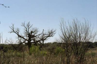 TEXAS EAGLES NEST2.JPG